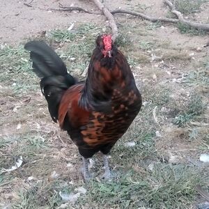 @aspfleegor ORCHID & VINE Happenings Events Nature https://posh.mk/Dnom0BxXs0b